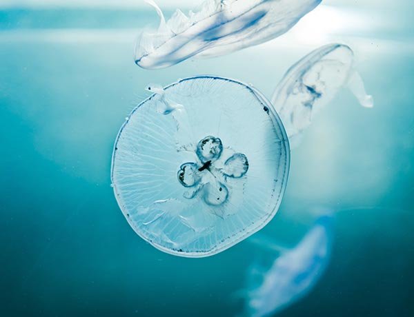 Buy home online | evodent