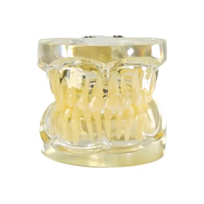 Evodent deciduous teeth model displaying the full set of primary teeth. The transparent design reveals tooth structure and root anatomy