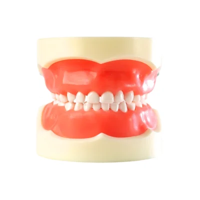 Evodent Deciduous Teeth Model with Articulator Showing Complete Primary Dentition Mounted.