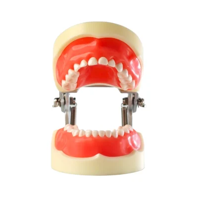 Evodent Deciduous Teeth Model with Articulator Evodent Deciduous Teeth Model with Articulator