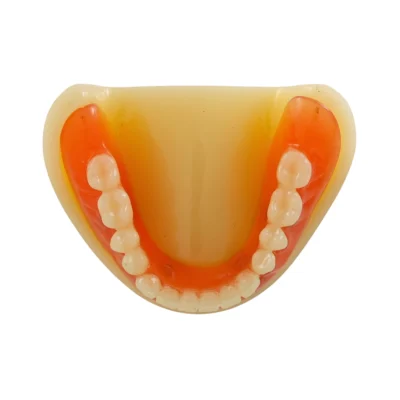 Evodent Full Denture with Implant Model