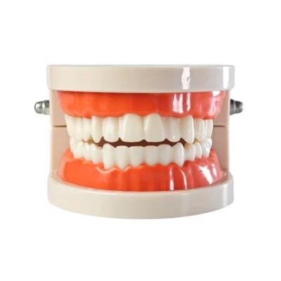 Evodent Ideal Dental Model showing upper and lower teeth with realistic anatomy Used for dental education, treatment planning, and patient demonstration