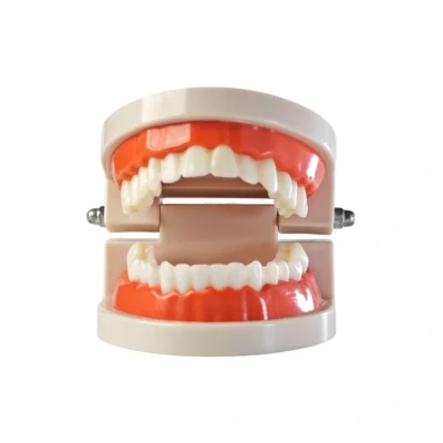 Evodent Ideal Dental Model