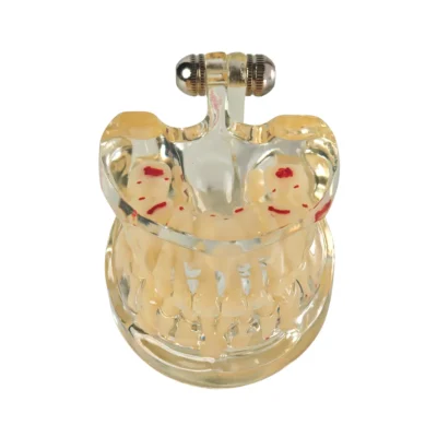 Evodent Mixed Dentition Model without Caries-Clear