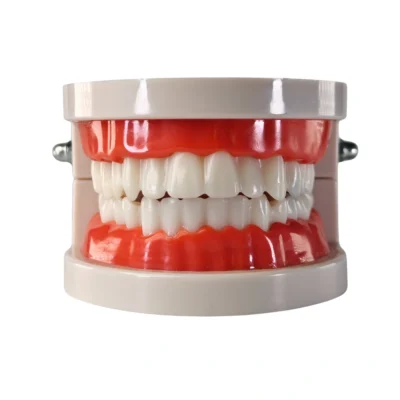 Evodent Model with Caries Showing Dental Cavity Demonstration Model with Clear Detailes