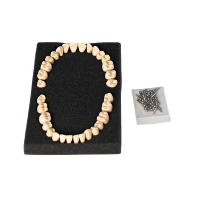 Evodent Plastic Teeth with Root Screw Type