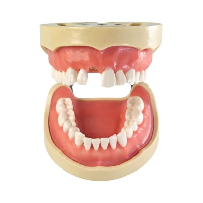 Evodent Root Canal Model with Jaw and Removable Tooth