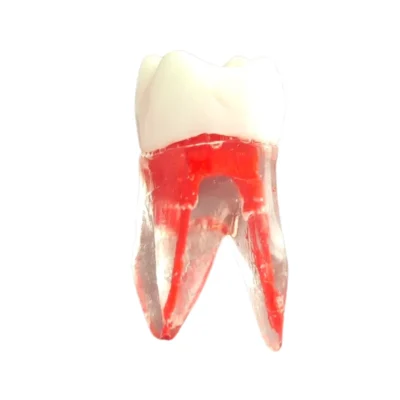 Evodent Root Canal Treatment Practice Model