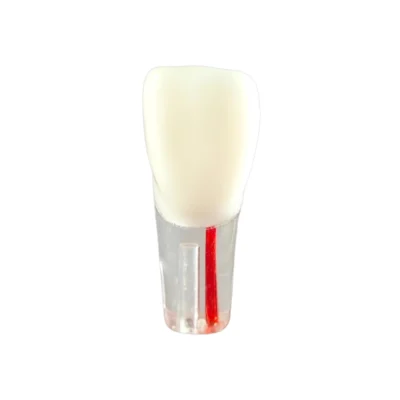 Evodent Root Canal Treatment Practice Model