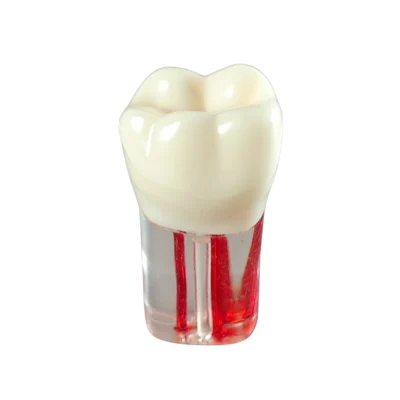 Evodent Root Canal Treatment Practice Model