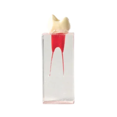 Evodent dental canal for root canal training