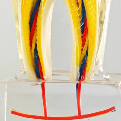 Evodent Tooth Morphology Cross Section with Nerve Supply