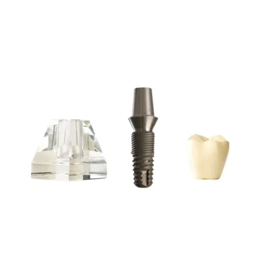 Evodent Two Part Implant Model with Clear Base