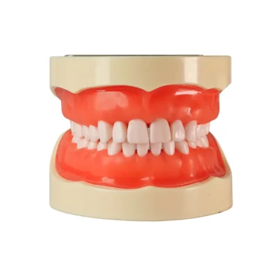 Evodent Typodont Jawset with Screw and Teeth Model for Student Practice and Training with Soft Gums, compactable with Nissn 200