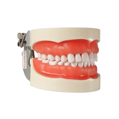 Evodent Typodent Jawent with Screw Type Teeth