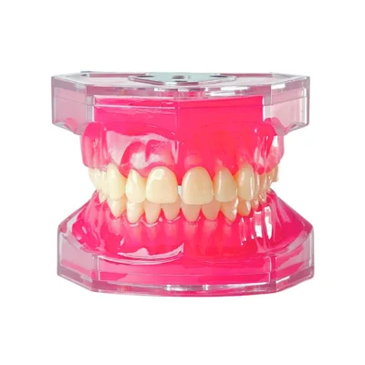 Evodent Typodont Jawset Model Mounted for With Soft Pink Gum Base and Push Type Removable Teeth for Upper and Lower Teeth