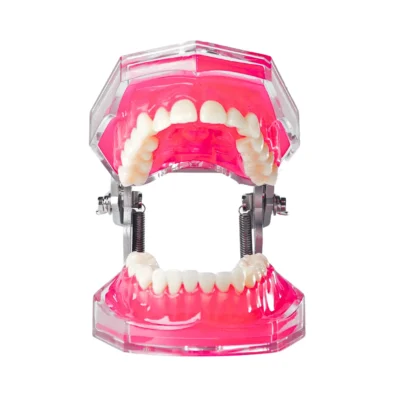 Evodent Typodont Jawent with Soft Gum & Punch Type Removable Teeth